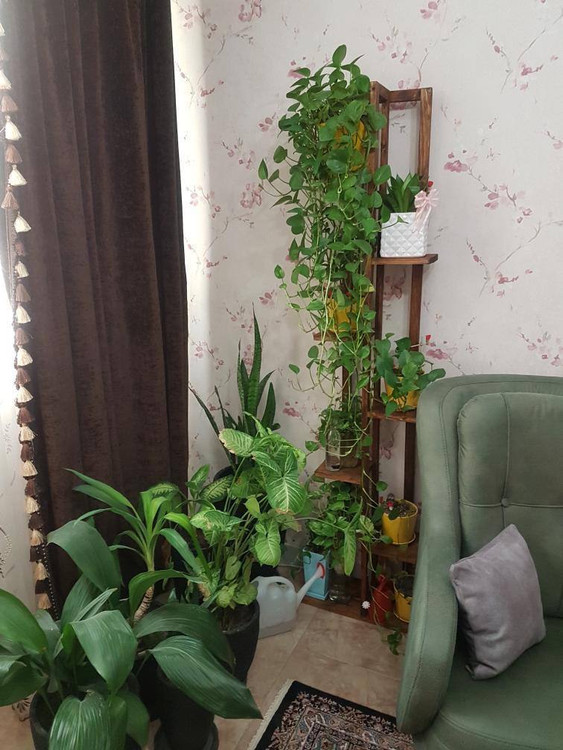 استند گلدان ترب